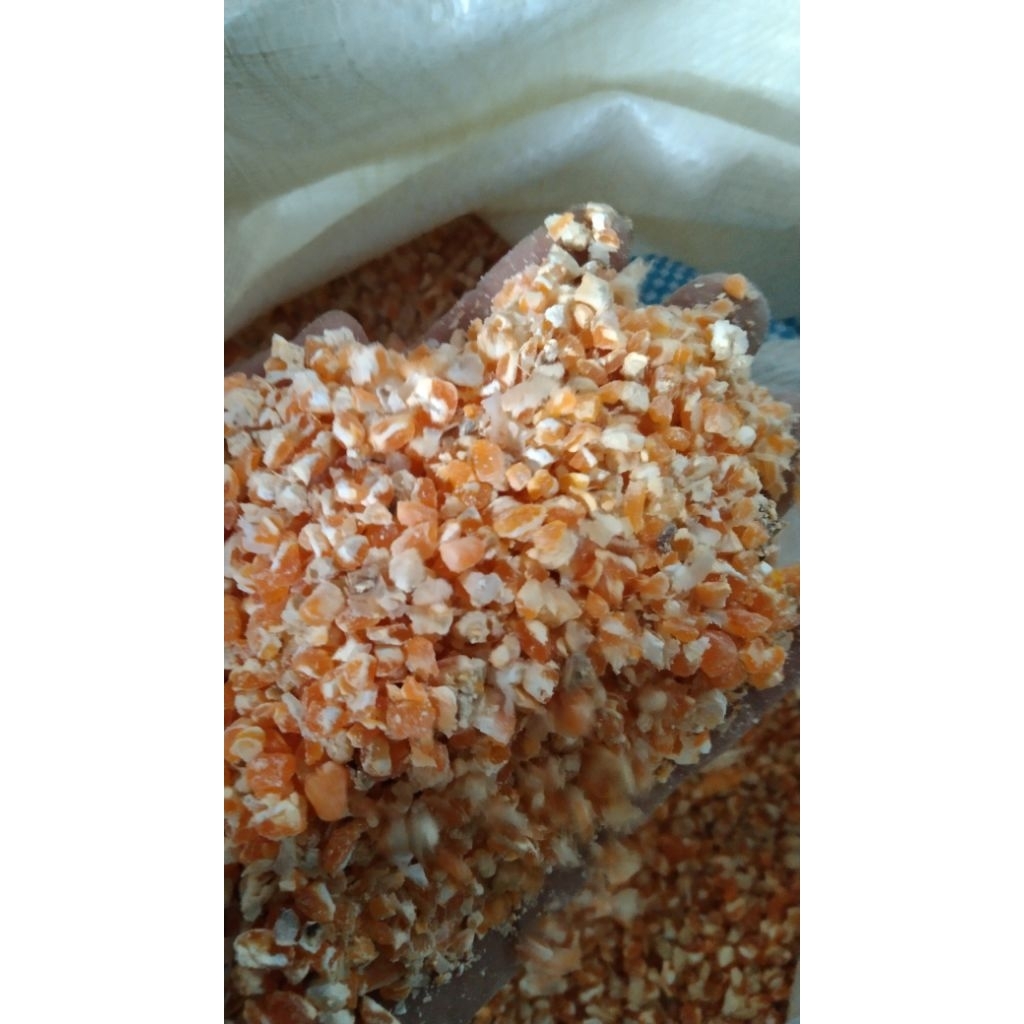 jagung giling(jagung pecahan)