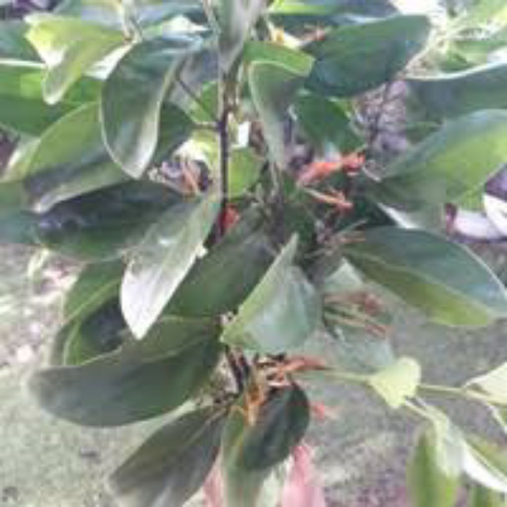 

daun benalu sirsak 300grm