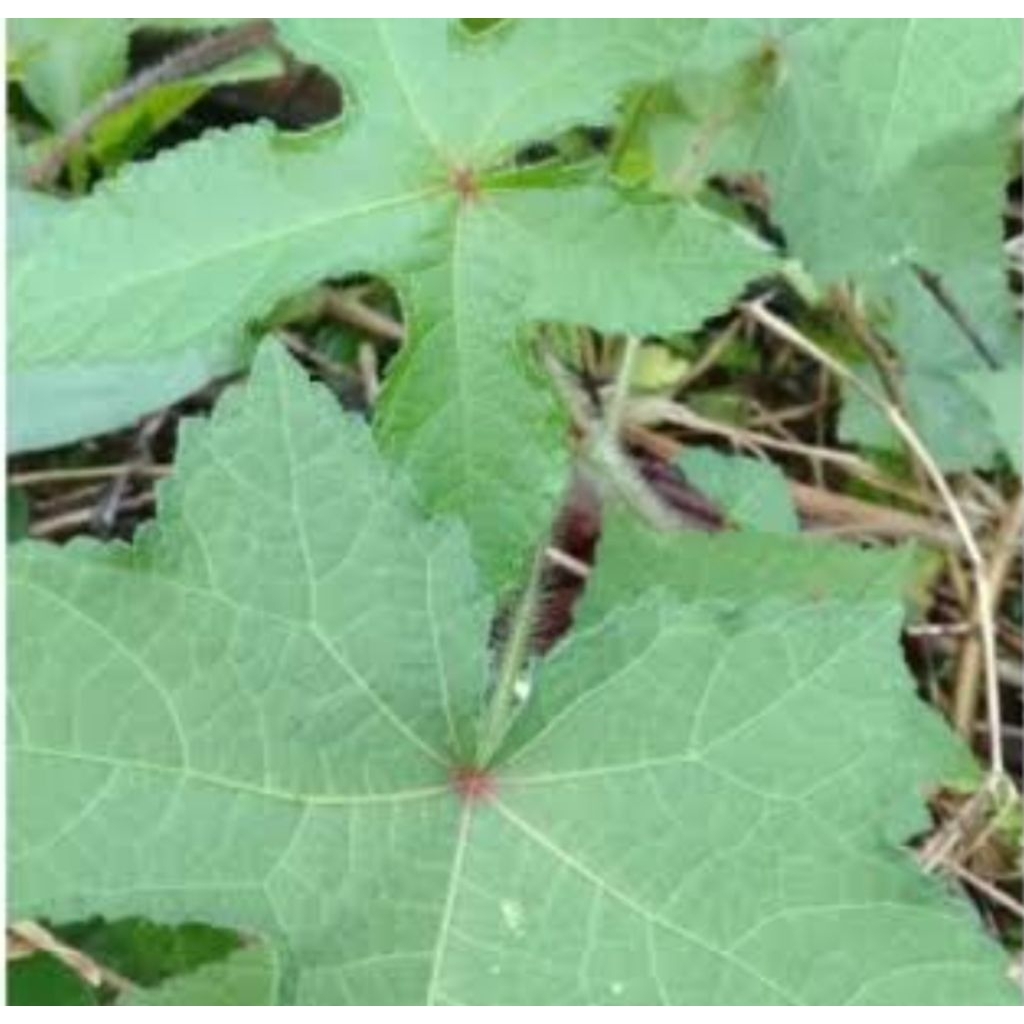 

Daun Gandapura segar daun kapasan segar organik 250 gram