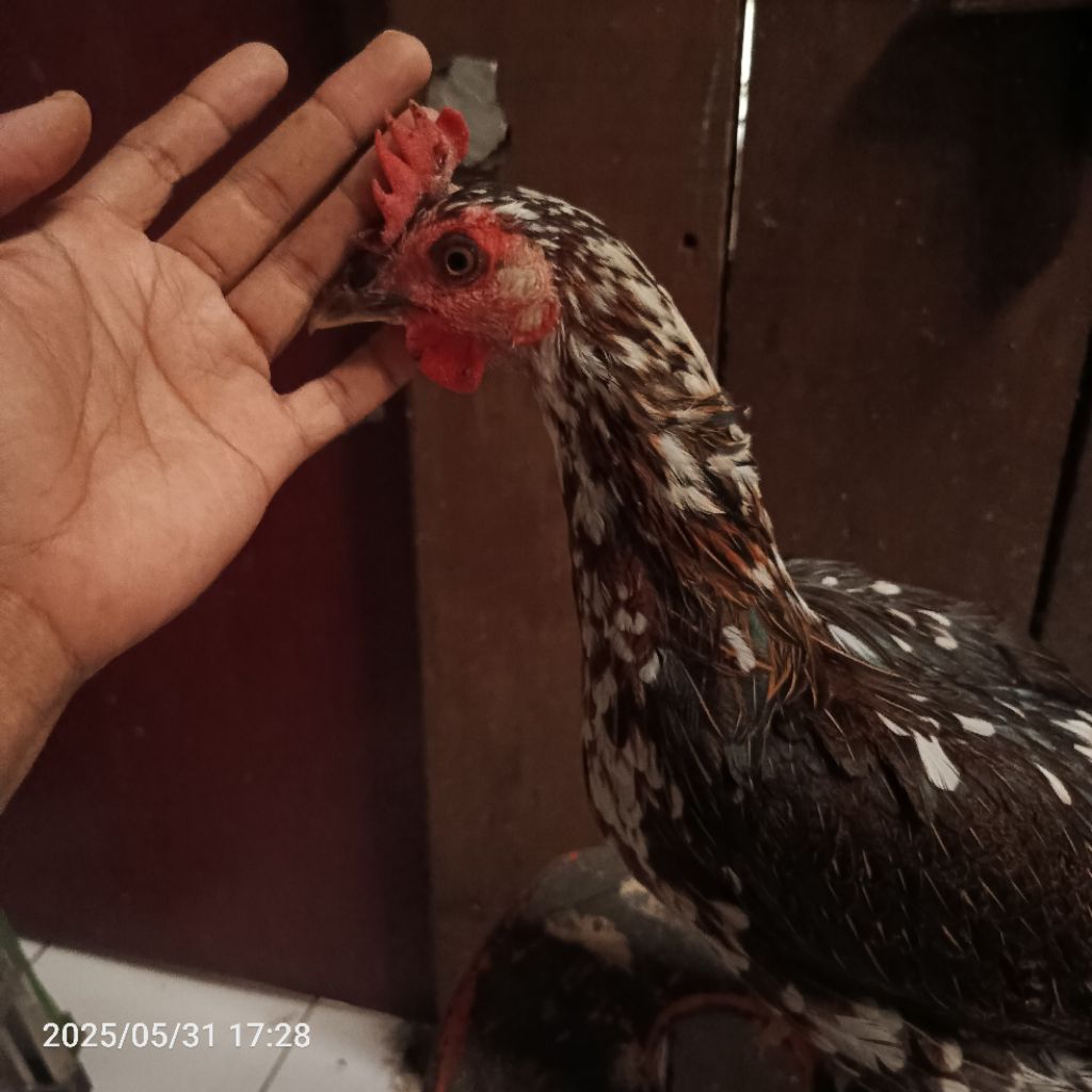 

ayam pelung babon betina