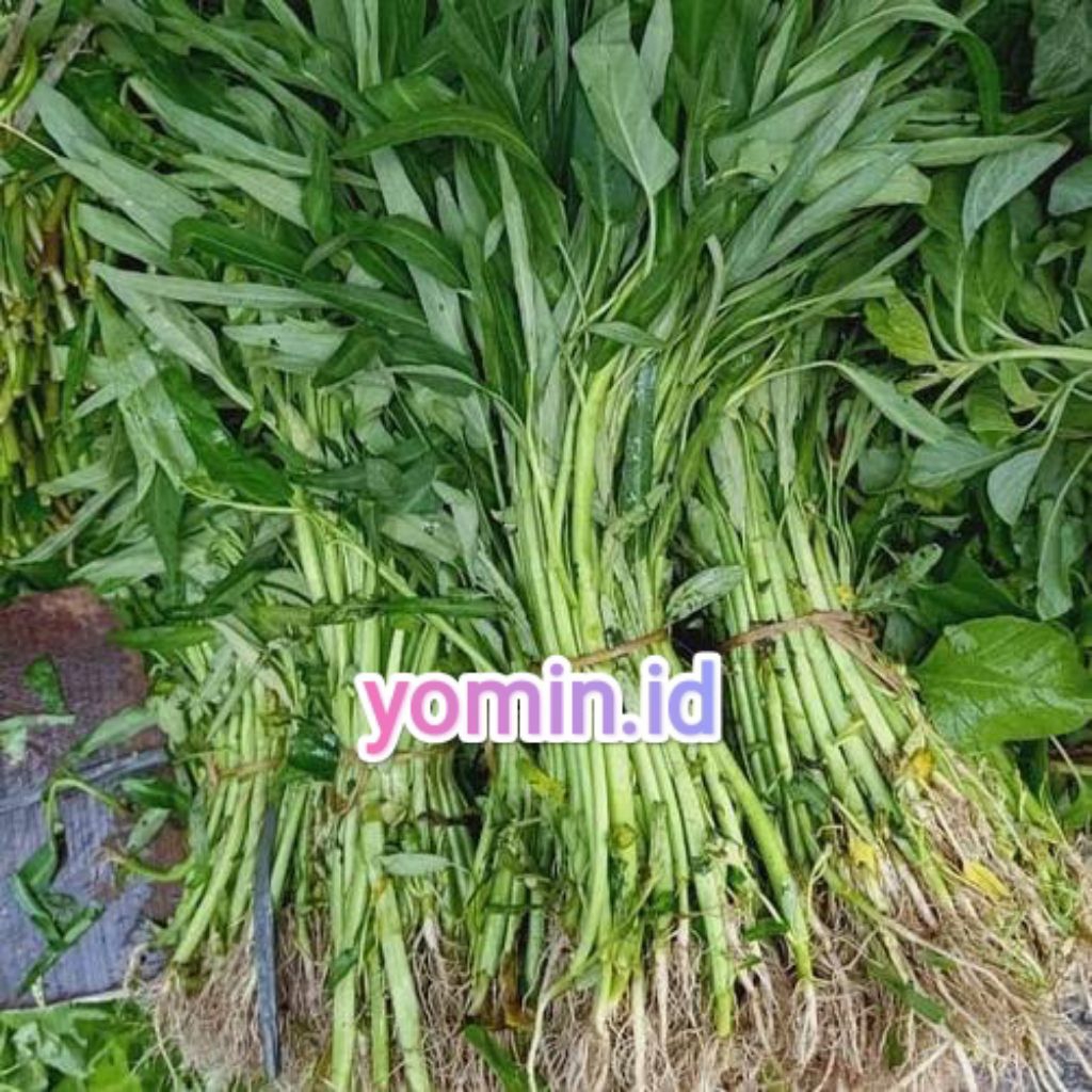 

Sayur Kangkung Akar/ Kangkung Darat 1 ikat