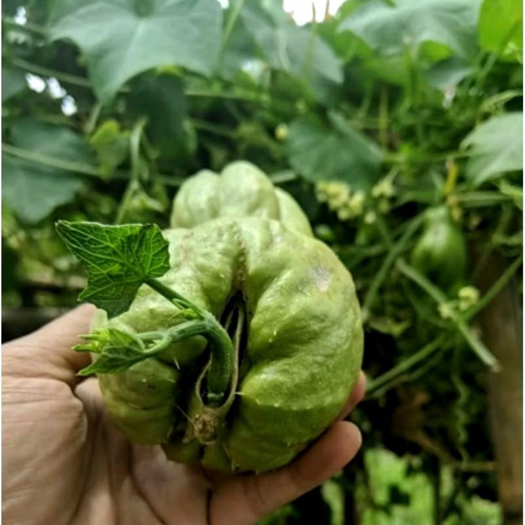 

DIARY PETANI - Paket 10 Bibit Labu Siam/Labu Jipang Siap Tanam