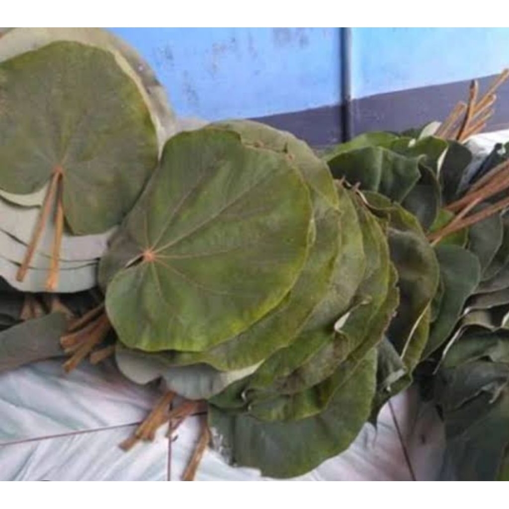 

Daun waru gunung daun tisuk segar 500 gram-az