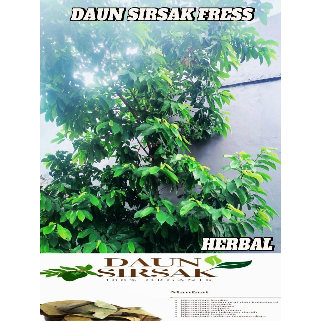 

[PROMO] DAUN SIRSAK 100 LEMBAR DAUN SIRSAK SEGAR ORGANIK HERBAL OBAT KANKER TUMOR DAUN SIRSAK DAUN SEGAR FRESSS.