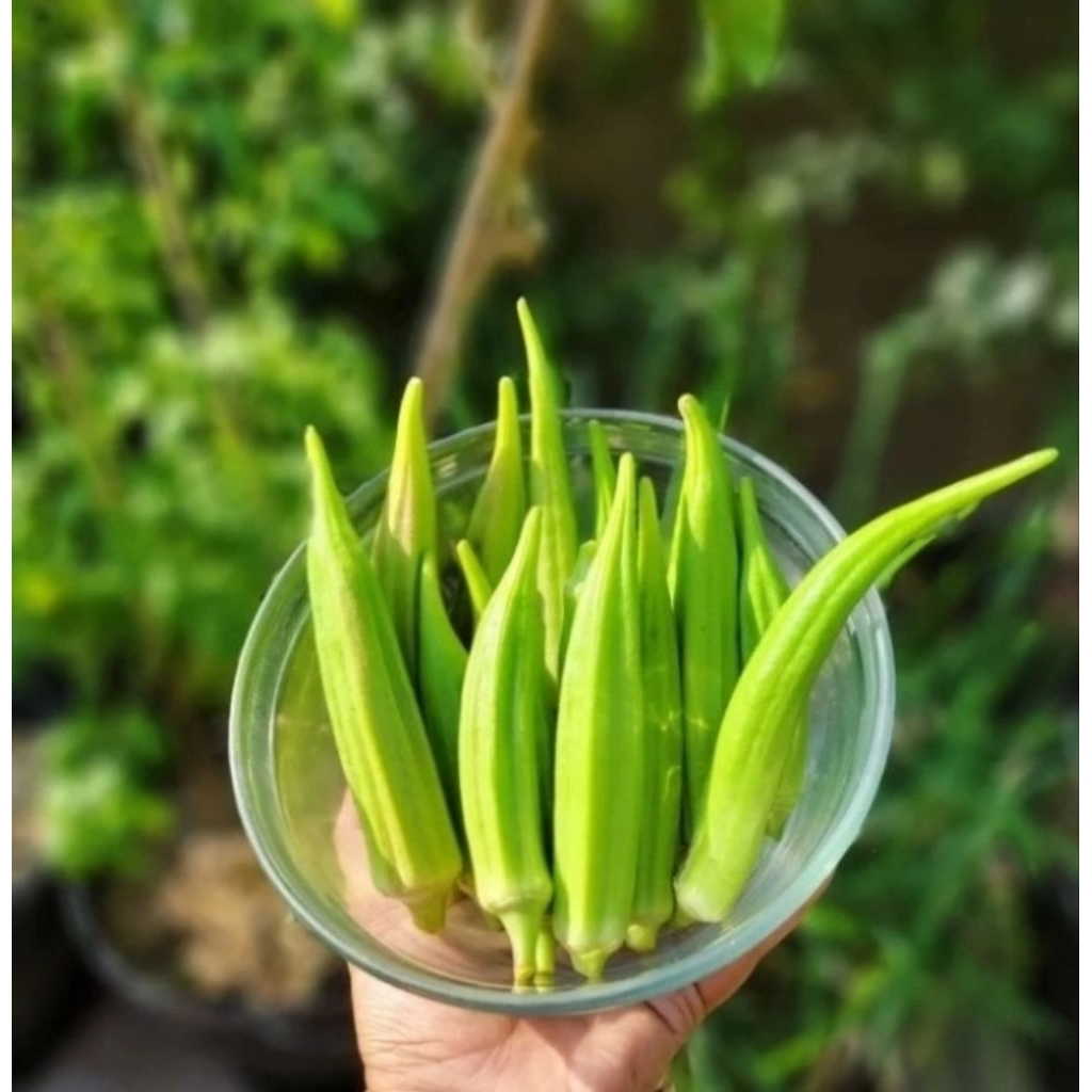 5 Biji - Benih Okra Hijau GREENIE, bendi, KnownYou Seed