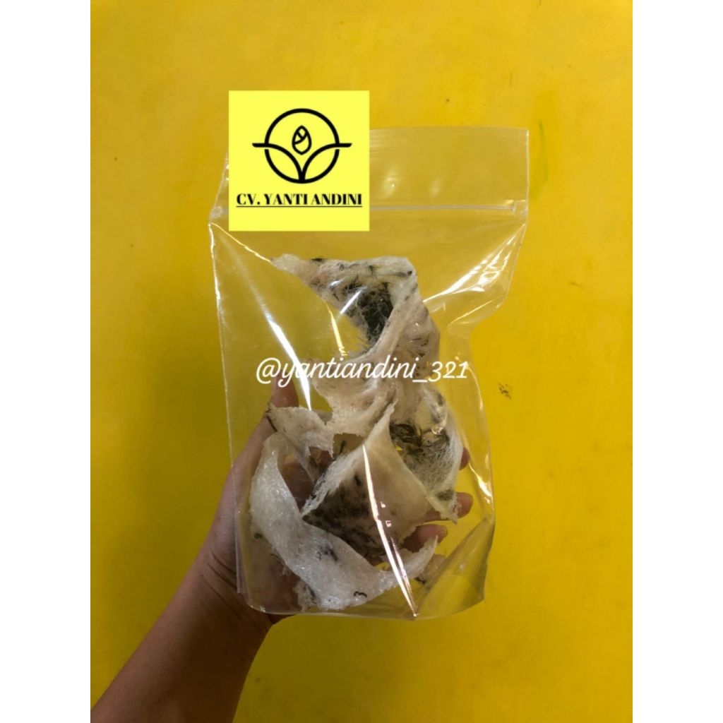 

Sarang Burung Walet Original Kalimantan Barat Kapuas Hulu