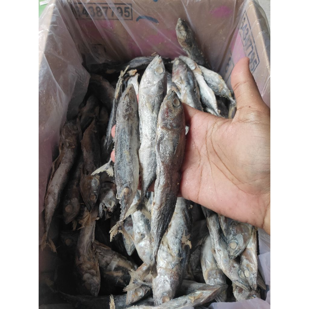 

ikan Asin Tongkol murah kemasan 1kg kering Kwalitas #ikanasin #gesek #tongkol