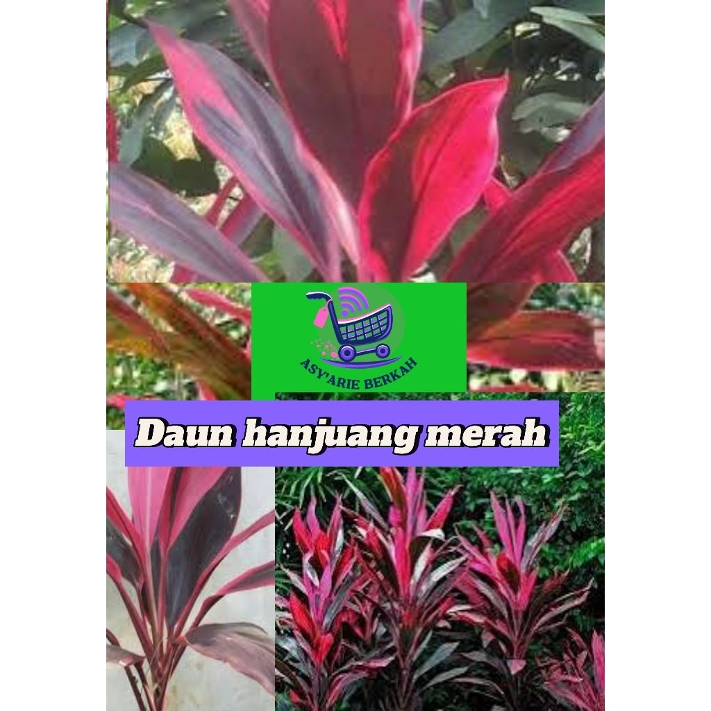 

Daun Hanjuang Merah Seger 10 Lembar