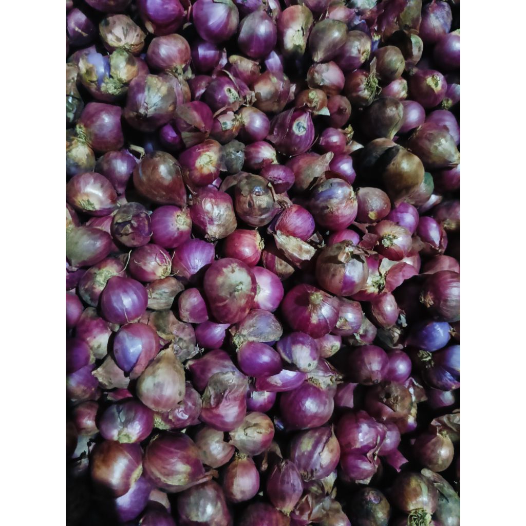 

TOMTOMSHOP BAWANG MERAH BIMA SUPER 1 KG