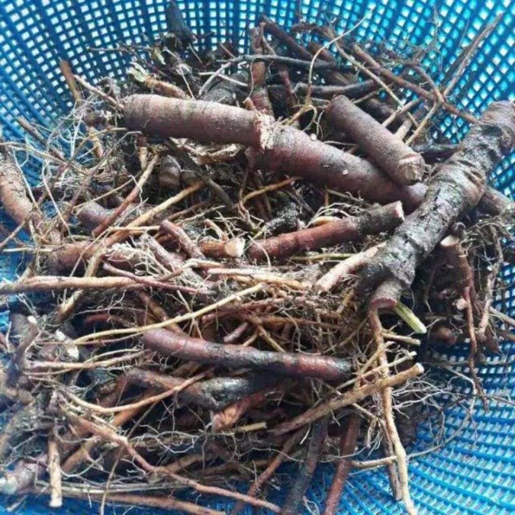 

Akar Putri malu obat herbal tradisional segar dan pres per satu ikat