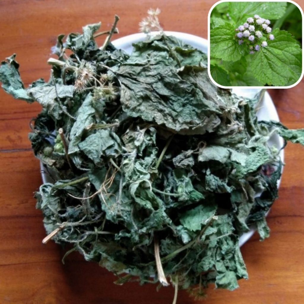 

Daun badotan/Babadotan Kering 500 Gram Asli Herbal Alami