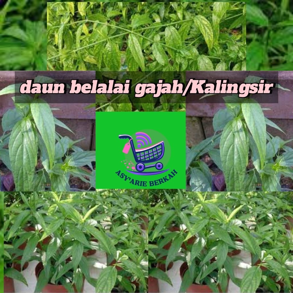 

Daun Belalai Gajah 100 Gram--Kalingsir Herbal