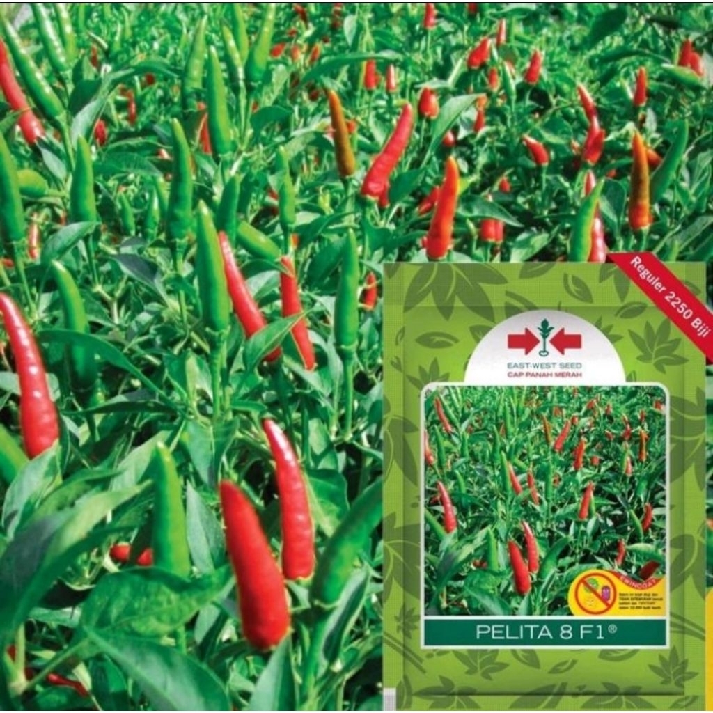 ID 25 BIJI - BENIH CABE RAWIT PELITA 8 F1, RAWIT HIJAU HIBRIDA BUAH BESAR