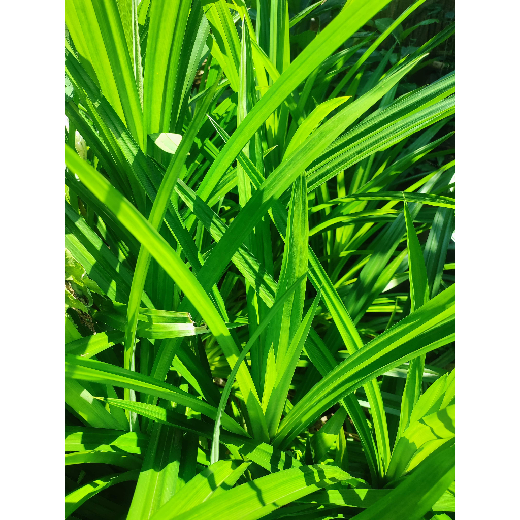 

Daun pandan wangi segar di petik di kebun langsung