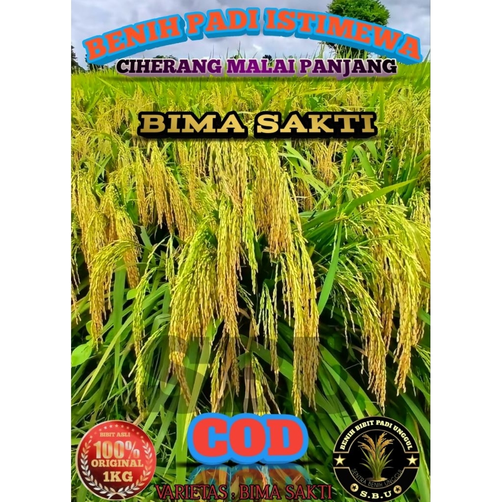 BENIH PADI BIMA SAKTI (CIHERANG MALAI PANJANG) 1KG ORIGINAL