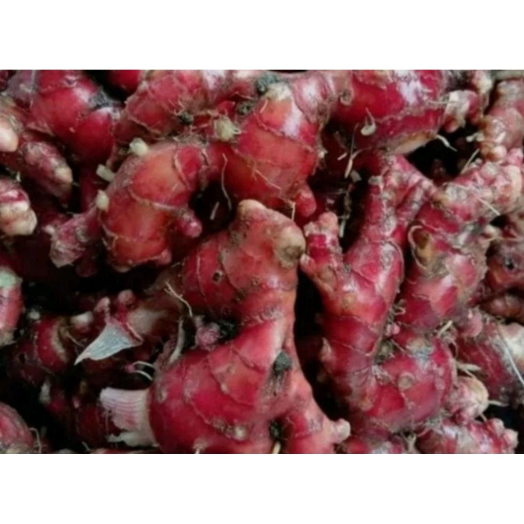 

jahe merah per 500 gram