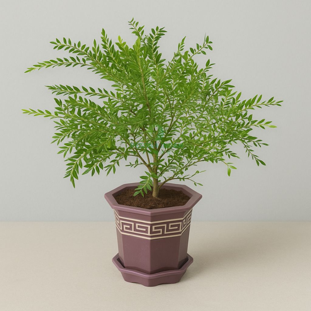 Tanaman Hias Cendrawasih / Pohon Cendrawasih