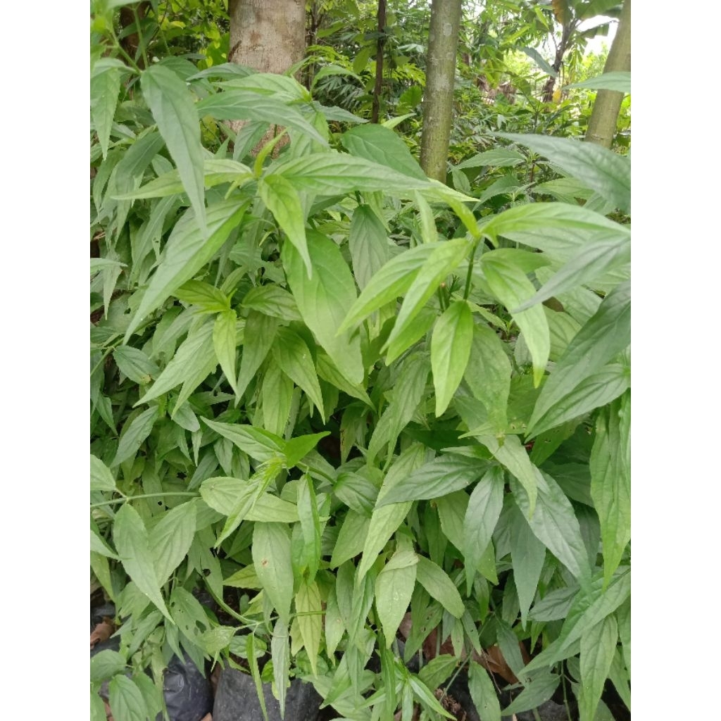 

500 GR Daun Belalai Gajah Segar Kalingsir – Herbal Alami untuk Kesehatan | Langsung Petik