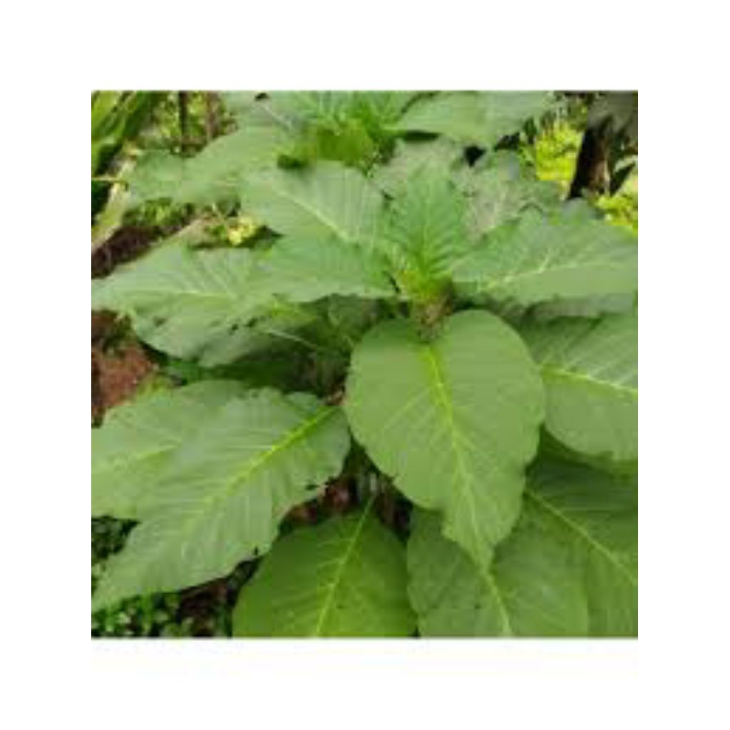 

daun kecubung asli pres 1kg