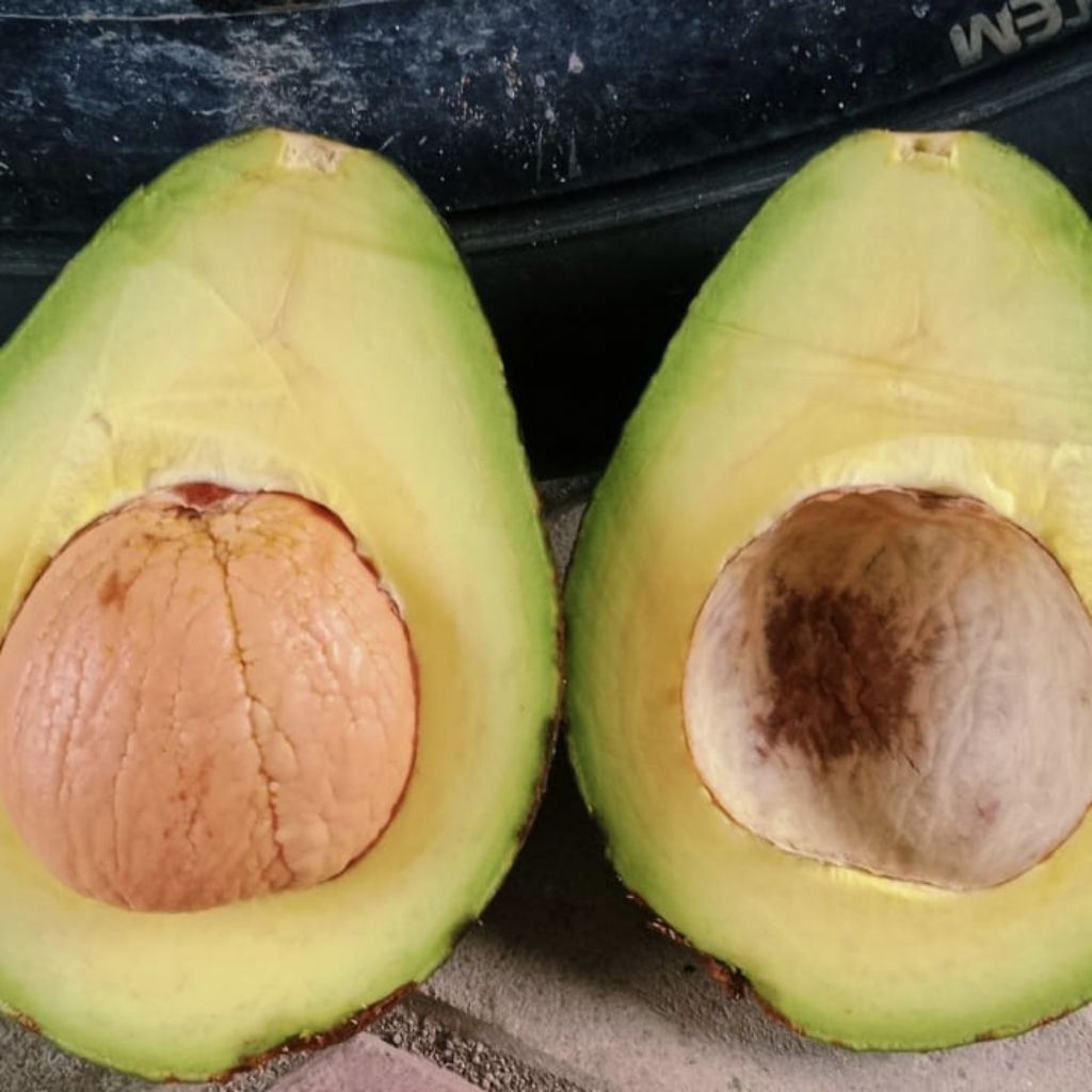 

AlpukatMentegaRegulerIsi3,4,DikirimMentahMasihFressBerkualitasBergaransi