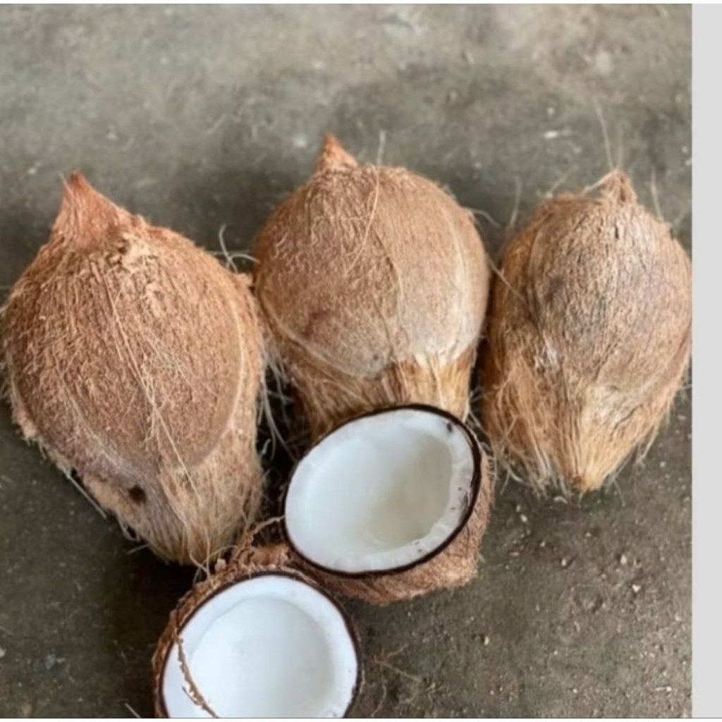 

Jual kelapa tua harga terbaik dan murah