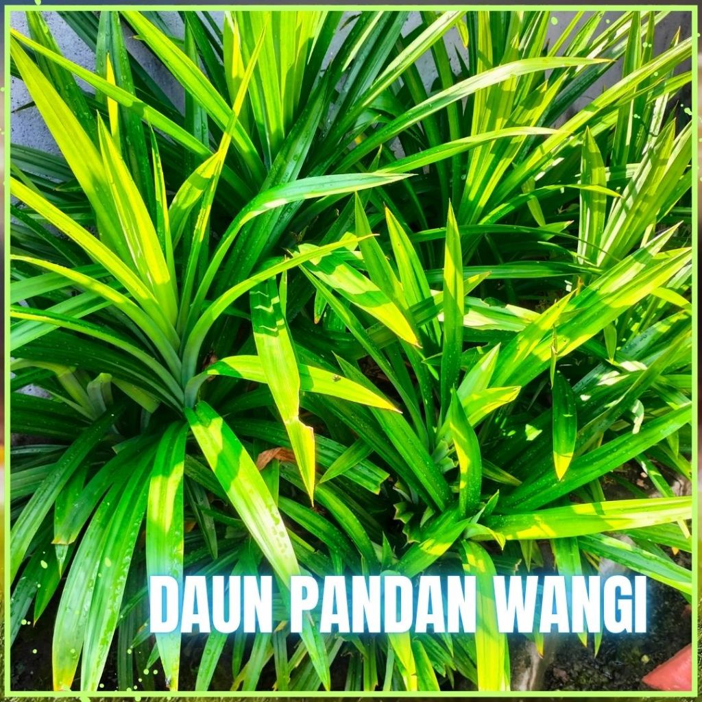 

Daun Pandan Wangi Segar 12 Lembar