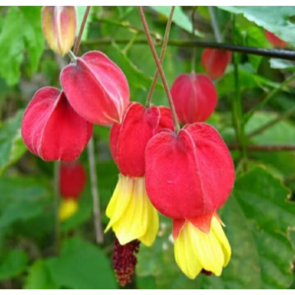 Kembang Desa - Bibit Tanaman Bunga Hias Lampion