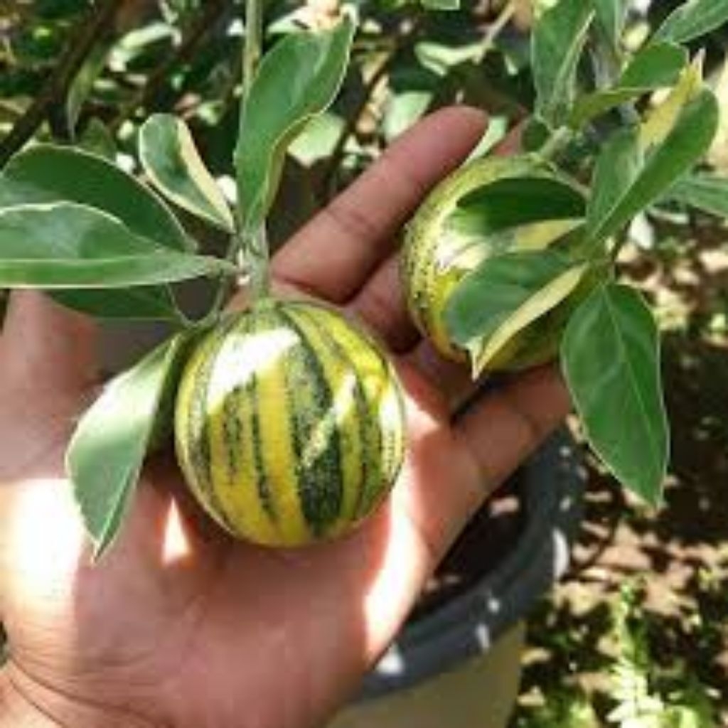 Jeruk sunkist varigata/jeruk kolomonde hidup siap tanam cepat berbuah