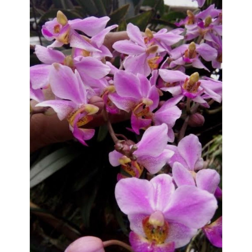 Anggrek Doritis Pink Rimbun