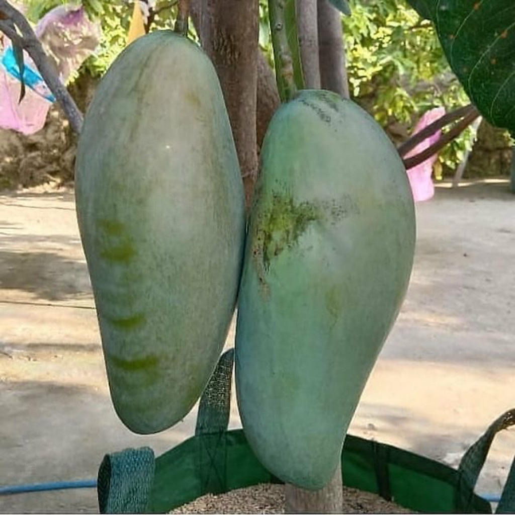 

MANGGA THAILAND/KIAJOY FRESH PETIK LANGSUNG DIKEBUN SENDIRI