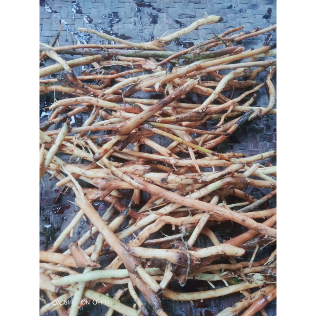 

akar pinang muda 500 gram
