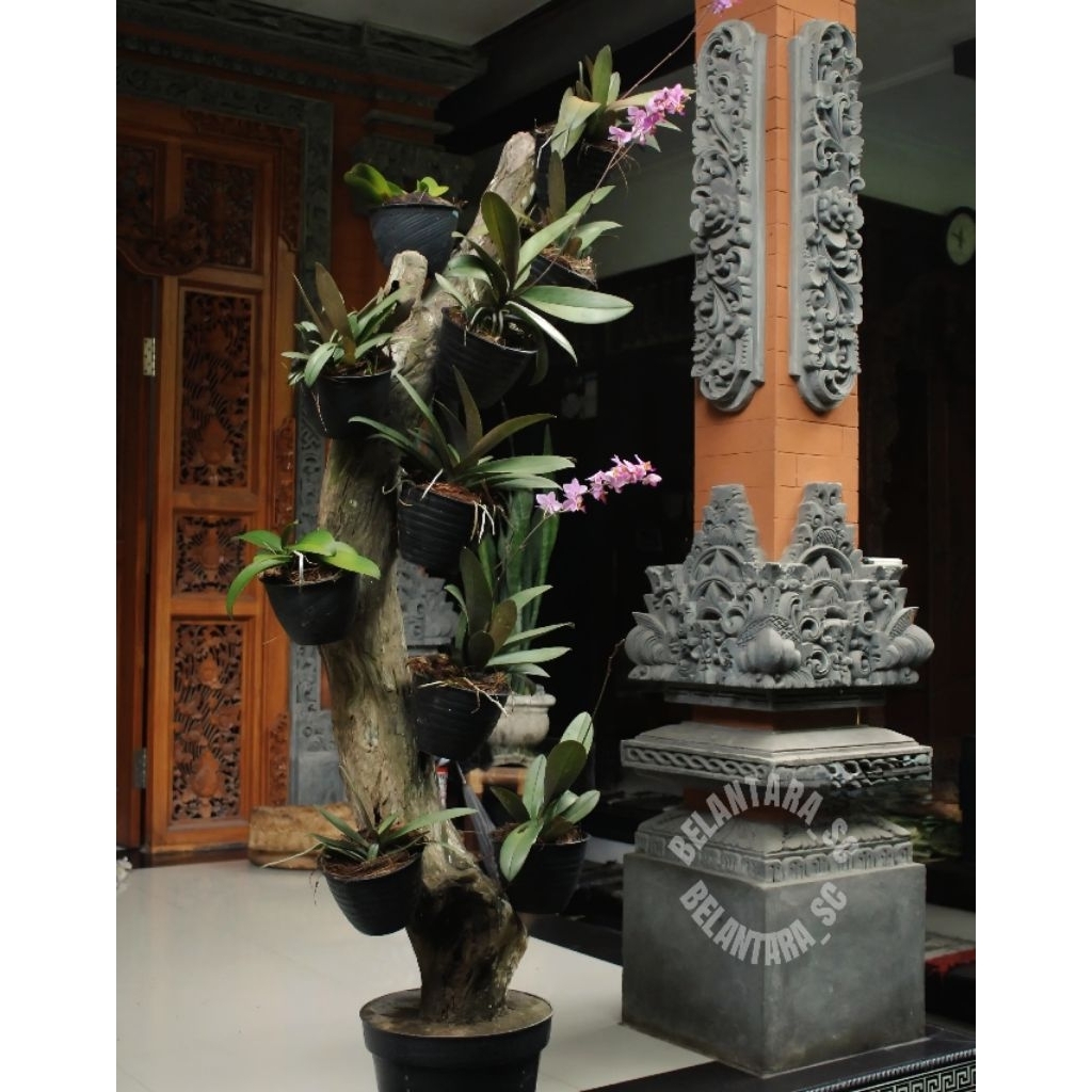 Bonggol kayu kopi Untuk Media Tempel Anggrek+tatakan bawah kayu mahoni bulat