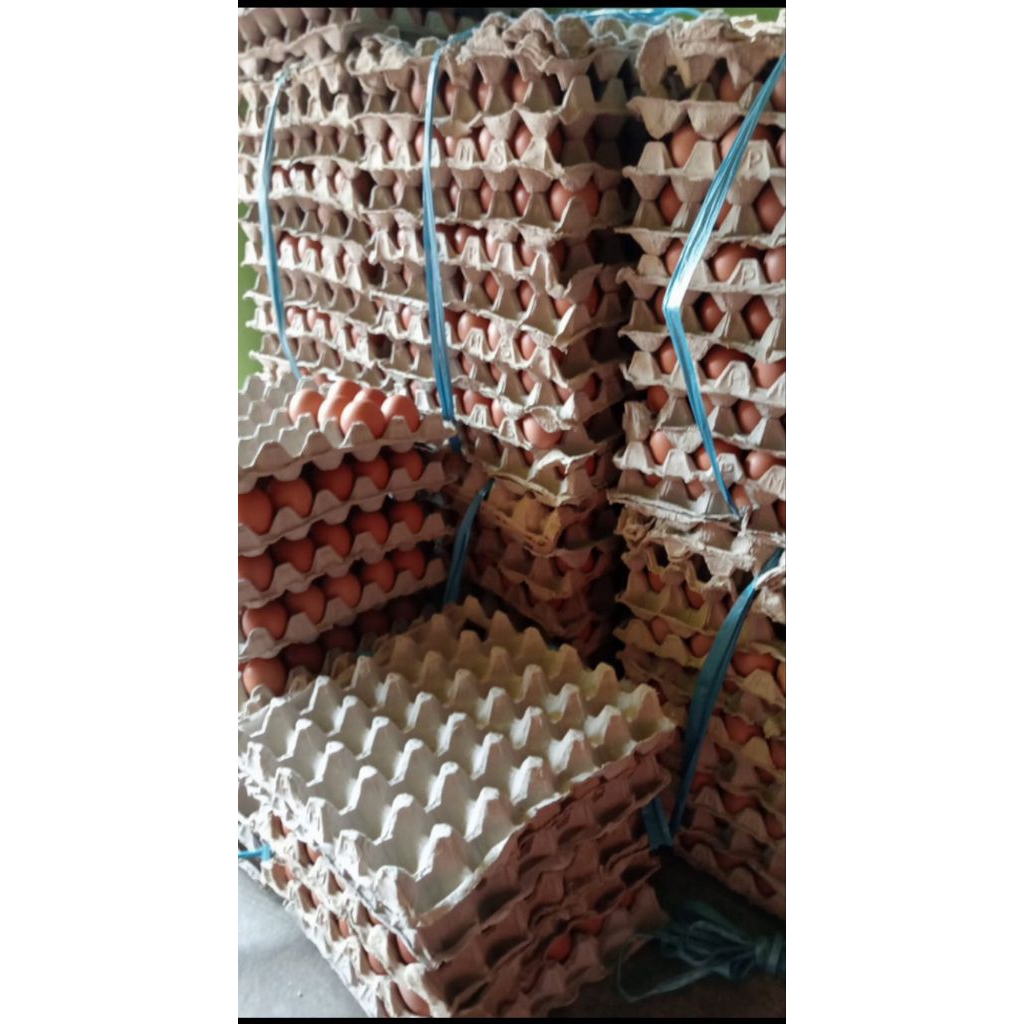 

Telur Ayam 1KG