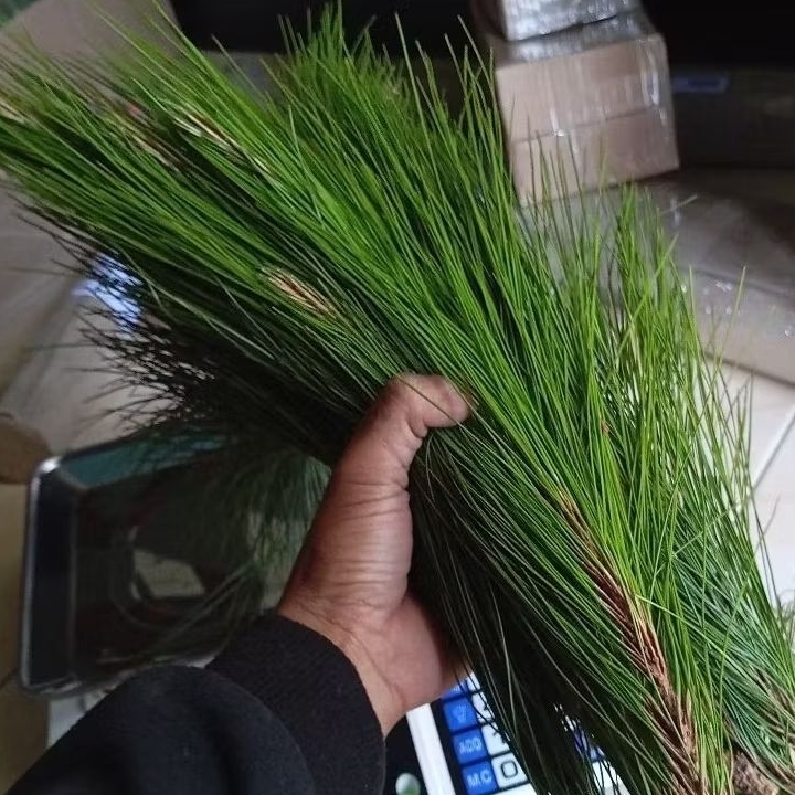 

Daun pinus segar petik langsung paket 500 gram