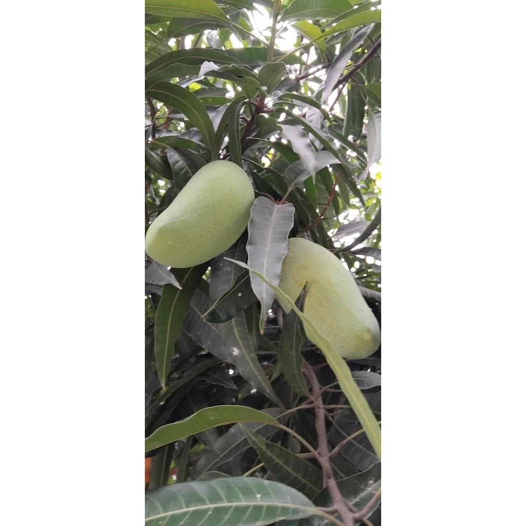 

Mangga muda per 1kg
