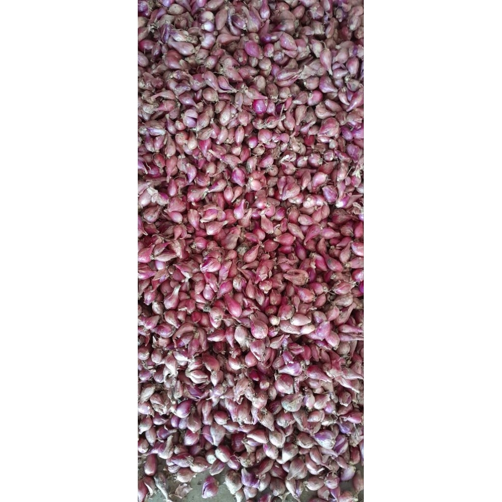 

Bawang Merah B eceran