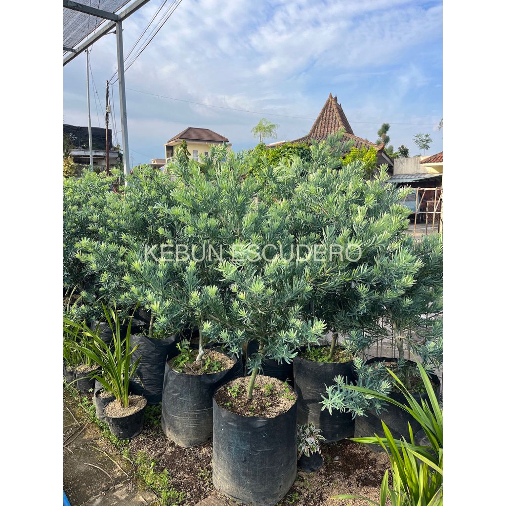 PROMO - LOHANSUNG BLUE ICE TINGGI 1-1.5 METER - TANAMAN HIAS LOHANSUNG BLUE ICE RIMBUN