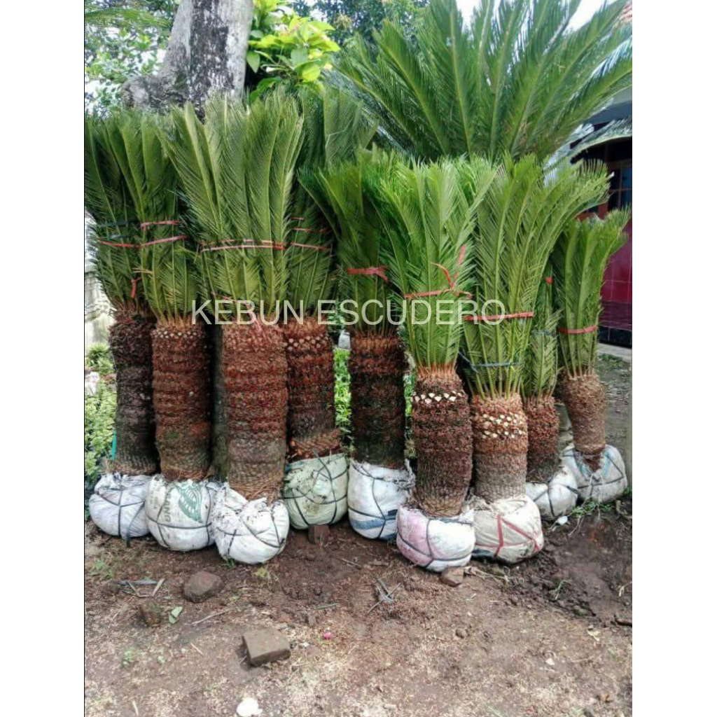 Promo - Palem Sikas Mawar Jambe Ukuran Super Jumbo - Mawar Jambe Ukuran 1 Meter - Tanaman Hias Mawar