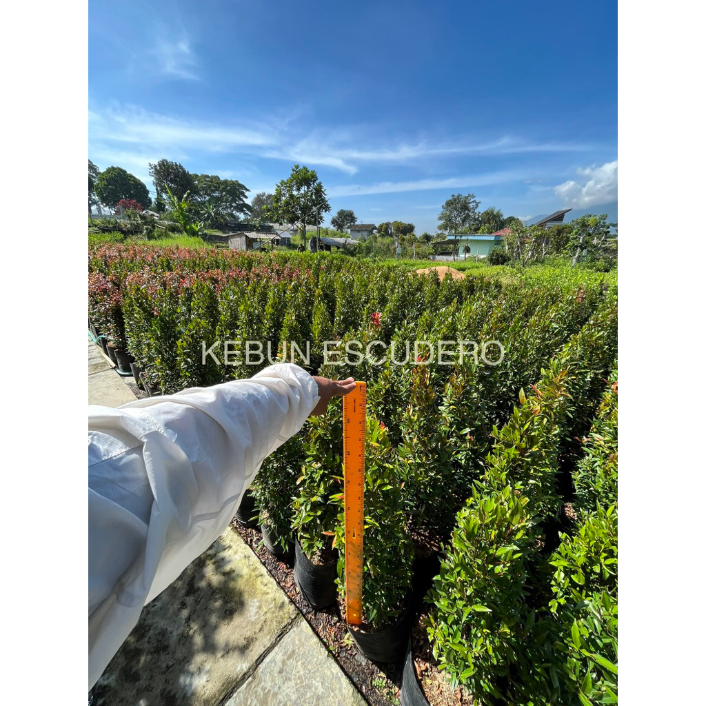 Promo Pucuk Merah 1 Meter - Tanaman Hias Pucuk Merah 1 Meter - Pucuk Merah Rimbun