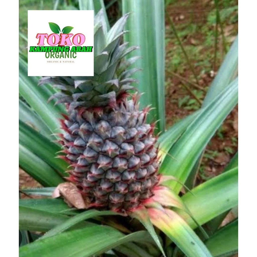 

nanas muda segar fresh 1 kg