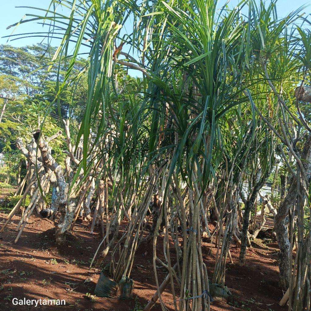 pohon pandan laut/tanaman pandan laut tinggi 2 meter rimbun