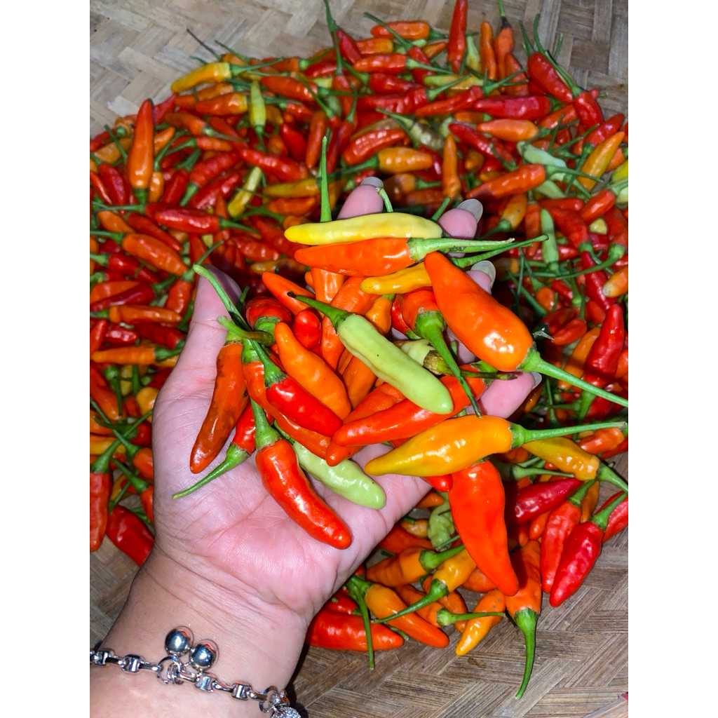 

CABE RAWIT ORI LANGSUNG DARI KEBUN