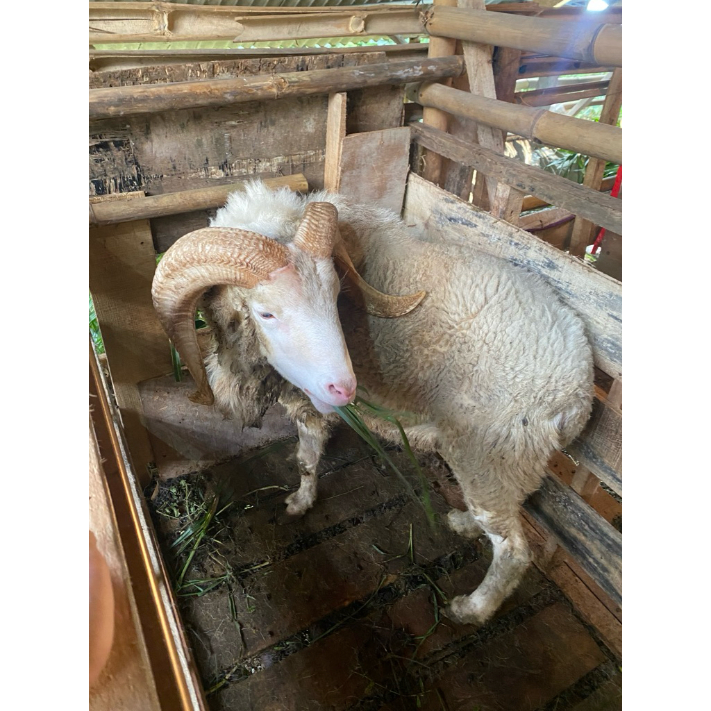 

DOMBA QURBAN KELAS JUMBO JABODETABEK BB 50kg