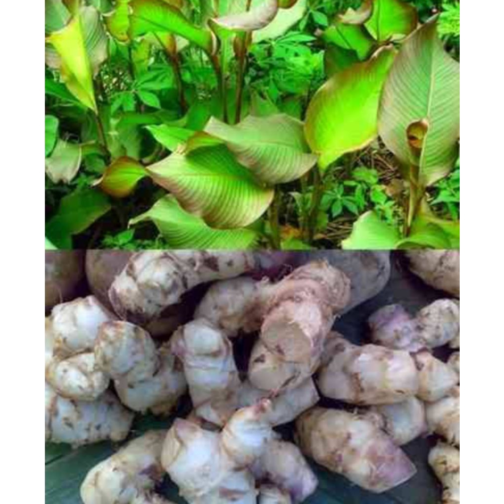 

ubi ganyol 1kg
