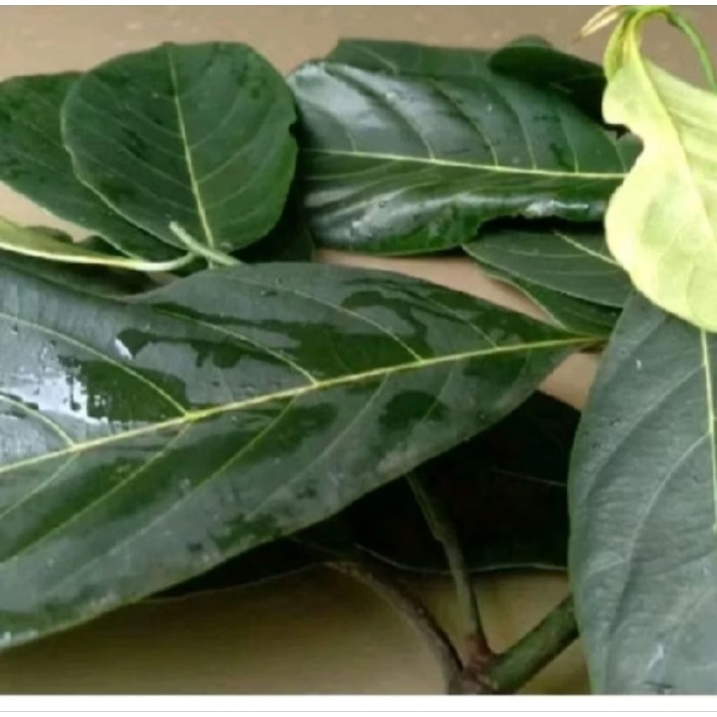 

daun nangka segar 200 gram ready