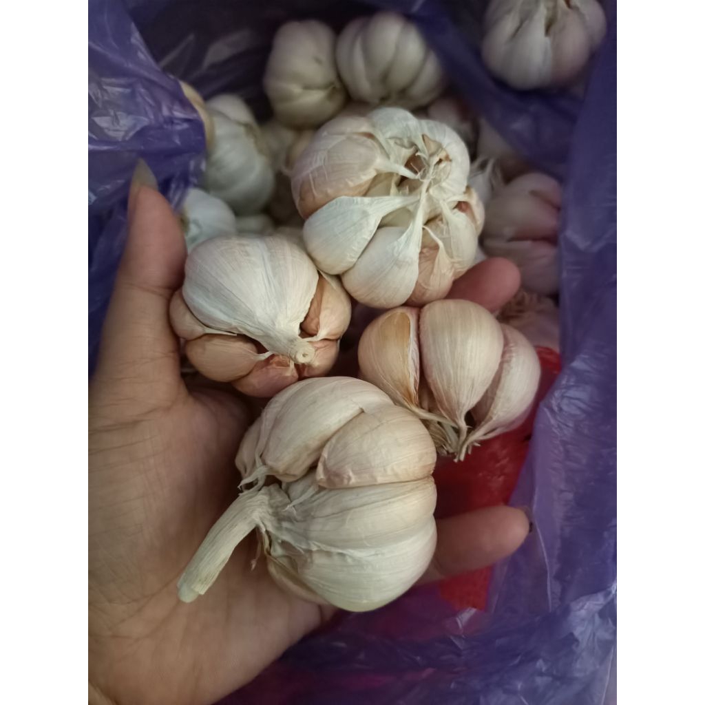 

bawang putih berat 1 kg