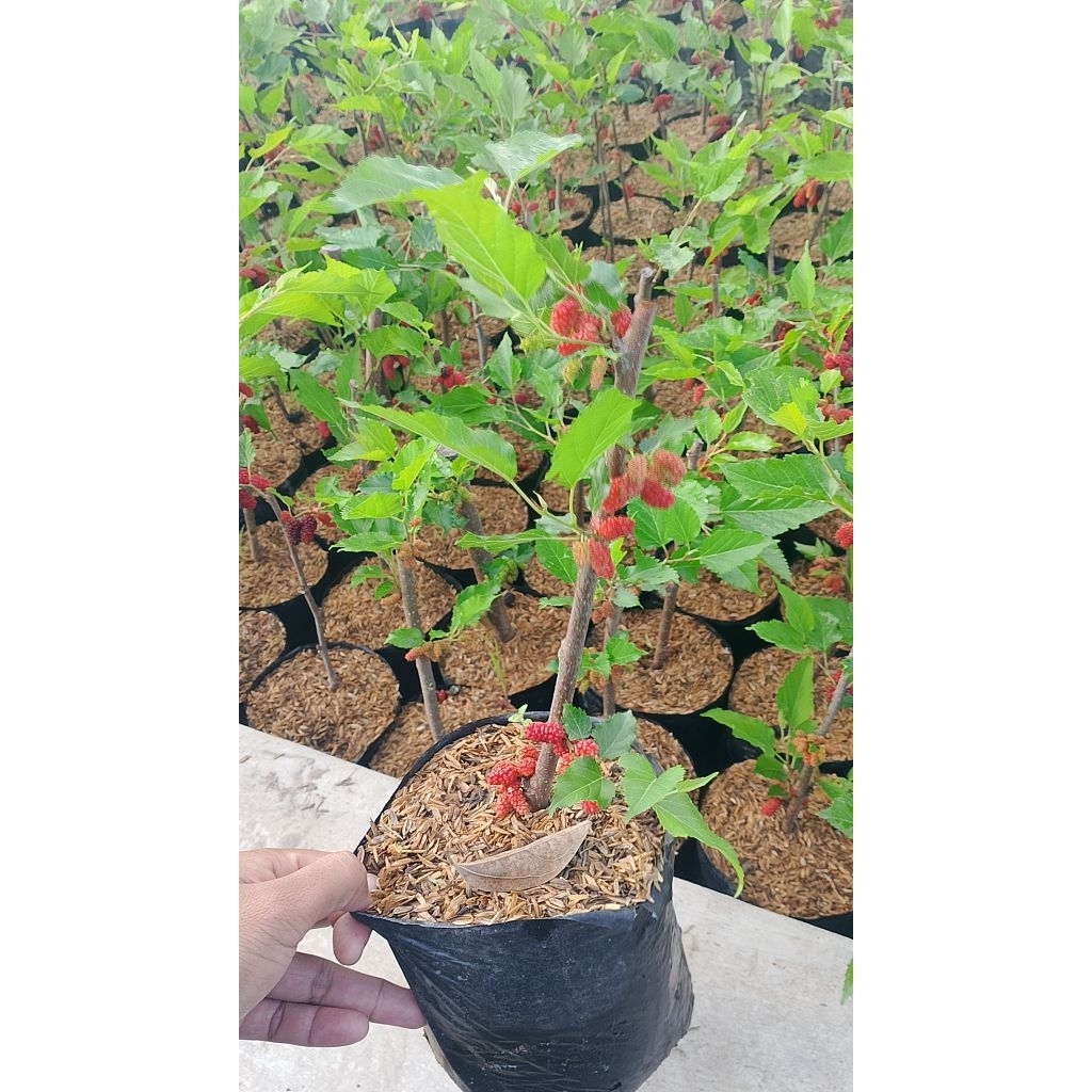 tanaman buah murbei / besaran