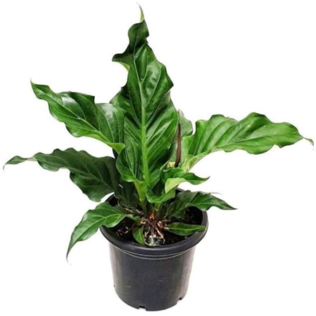 Bibit Tanaman Hias Gelombang Cinta Hidup - Tanaman Hias Anthurium Gelombang Cinta Asli - Gelombang C