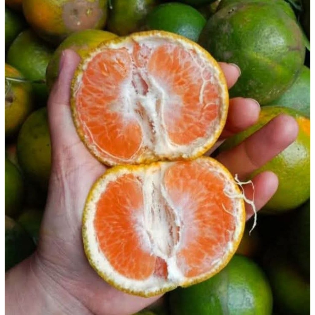 

Buah Jeruk Asli Kota Malang