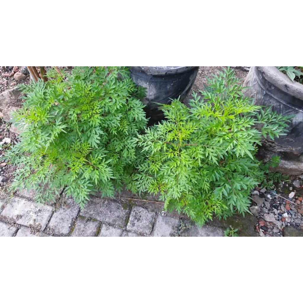 

Daun kenikir obat diabetes isi 6 ikat